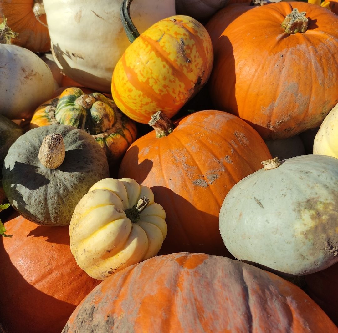 Where to Pick Pumpkins in the East Midlands