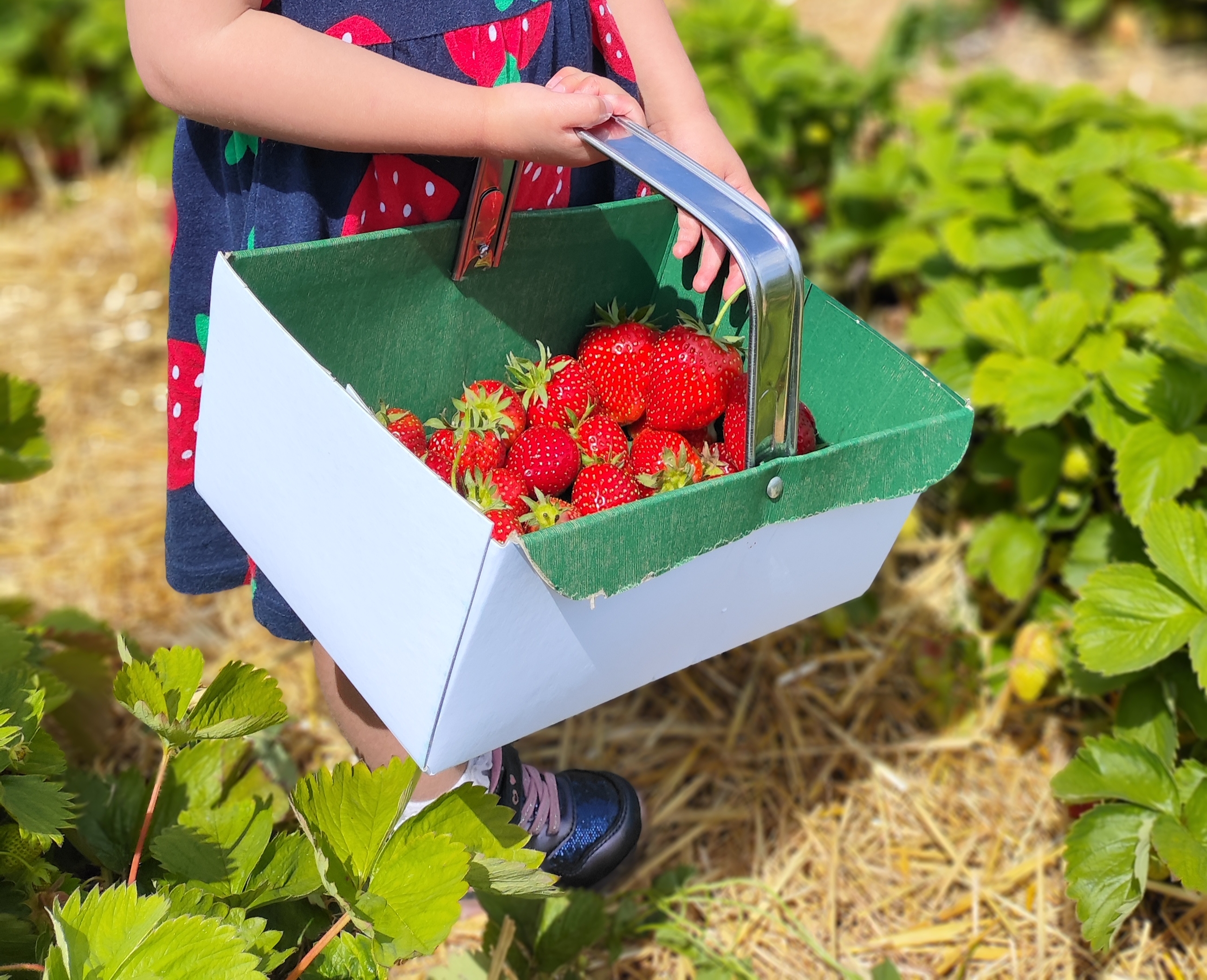 Where to pick your own Strawberries (and more!) in Nottingham